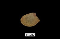 藏品(銀錦蛤)的圖片